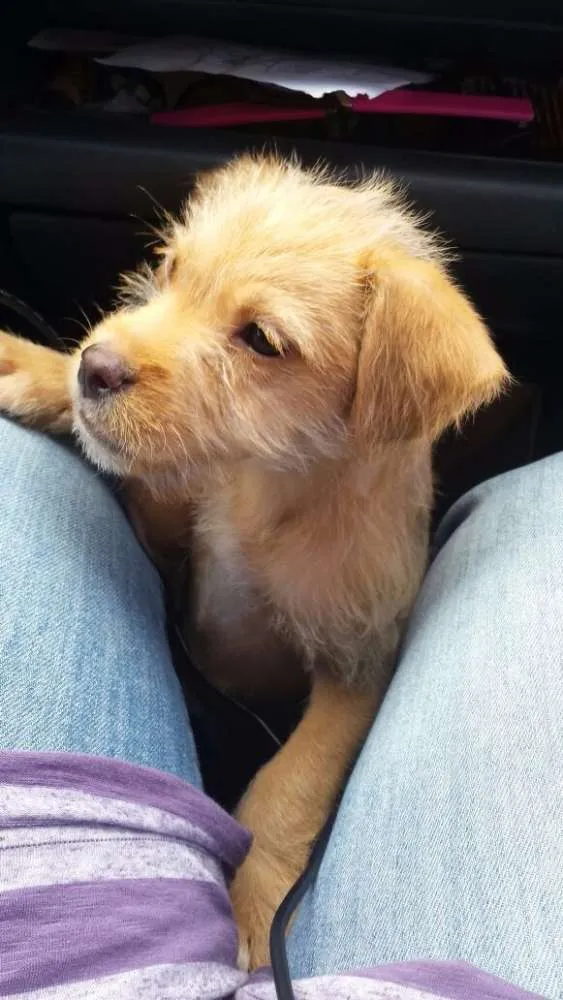 Cachorro ra a SRD idade 2 a 6 meses nome Cão Baby