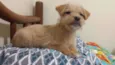 Cão Baby