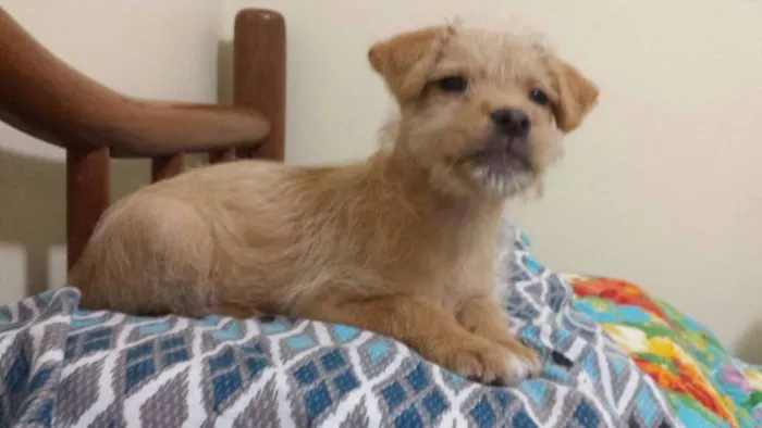 Cachorro ra a SRD idade 2 a 6 meses nome Cão Baby