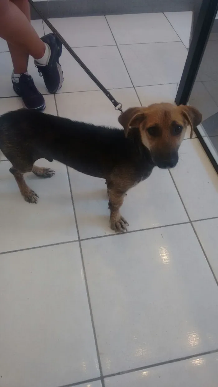 Cachorro ra a SRD idade 1 ano nome Tutu