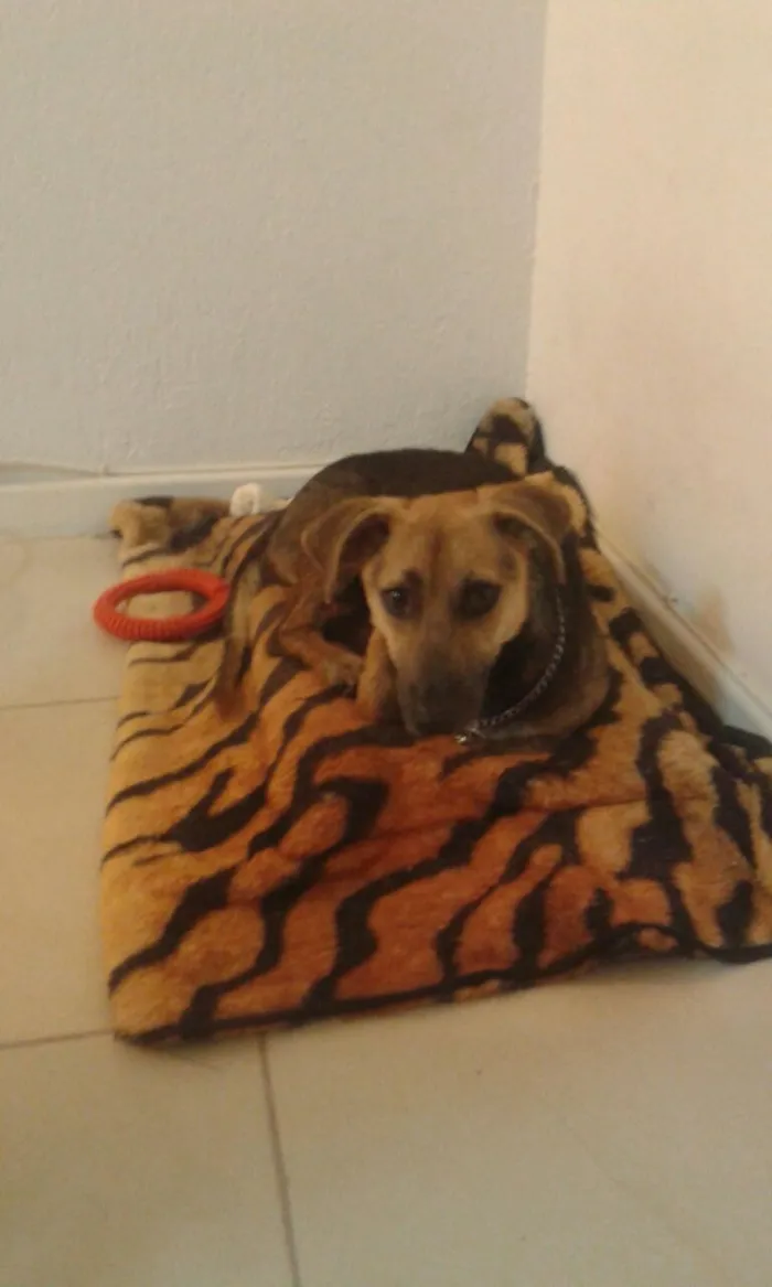 Cachorro ra a SRD idade 1 ano nome Tutu