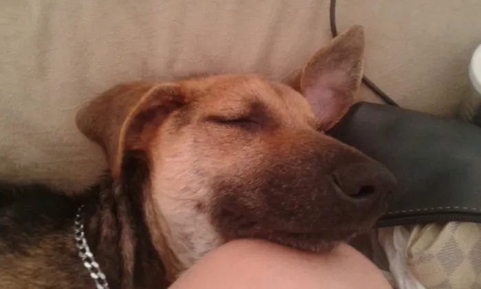 Cachorro ra a SRD idade 1 ano nome Tutu