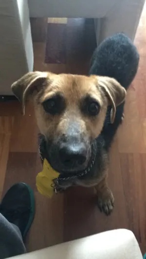 Cachorro raça SRD idade 1 ano nome Tutu