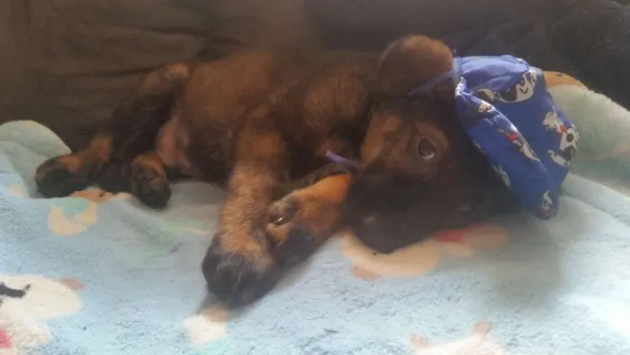 Cachorro ra a MiX de pastor  idade Abaixo de 2 meses nome Tufão 