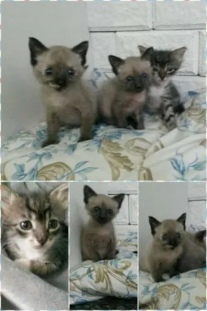 Gato raça SRD idade Abaixo de 2 meses nome Princesas