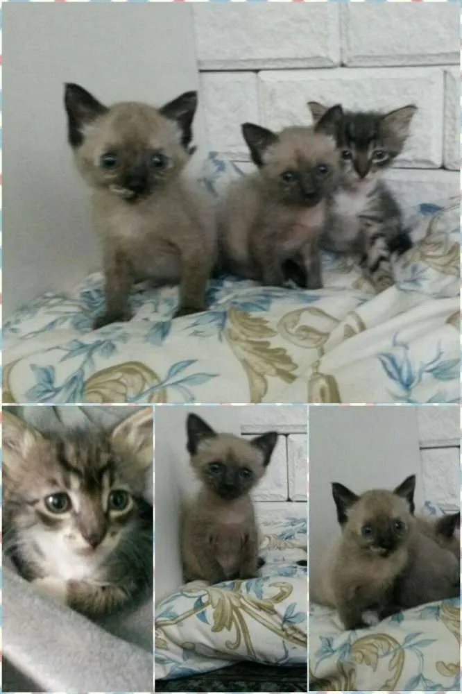 Gato raça SRD idade Abaixo de 2 meses nome Princesas