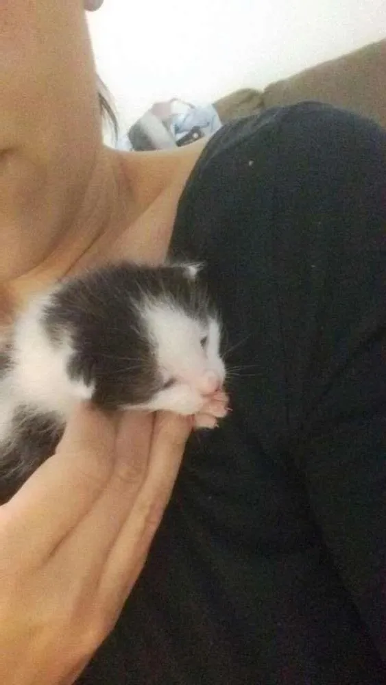 Gato ra a srd idade Abaixo de 2 meses nome lelé