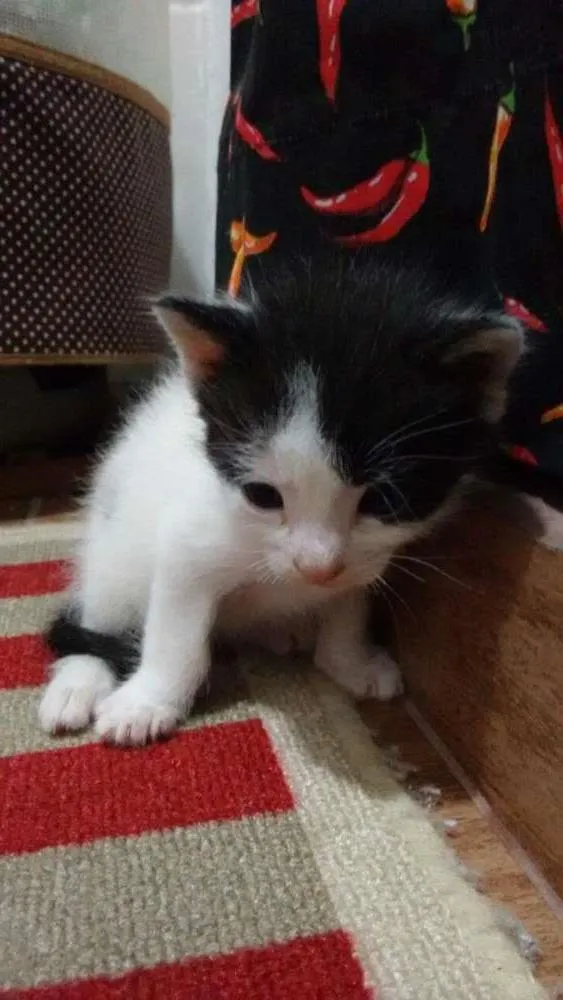 Gato ra a srd idade Abaixo de 2 meses nome lolo