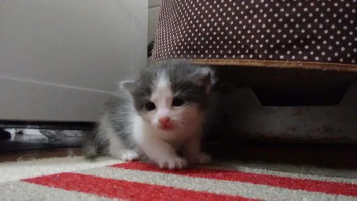 Gato ra a srd idade Abaixo de 2 meses nome Lala