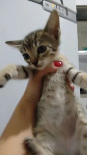 Gato raça srd idade Abaixo de 2 meses nome Lili 