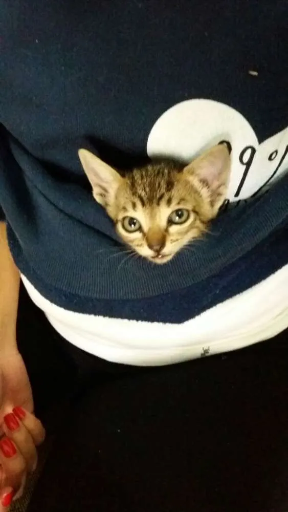 Gato ra a srd idade Abaixo de 2 meses nome Lili 