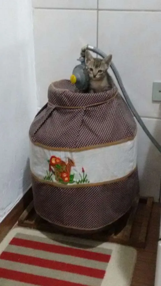 Gato ra a srd idade Abaixo de 2 meses nome Lili 