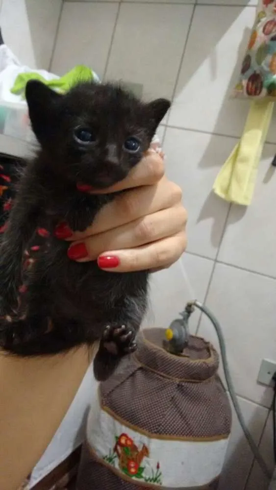 Gato ra a srd idade Abaixo de 2 meses nome lulu