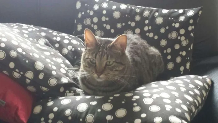 Gato ra a srd idade 3 anos nome Chang