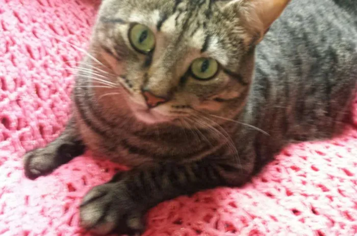 Gato ra a srd idade 3 anos nome Chang