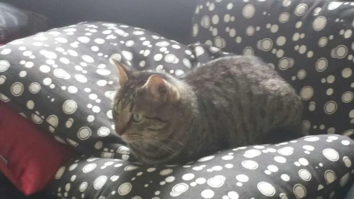 Gato ra a srd idade 3 anos nome Chang