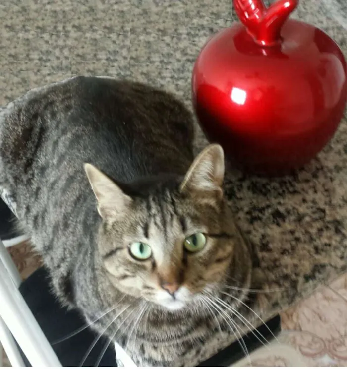 Gato ra a srd idade 3 anos nome Chang
