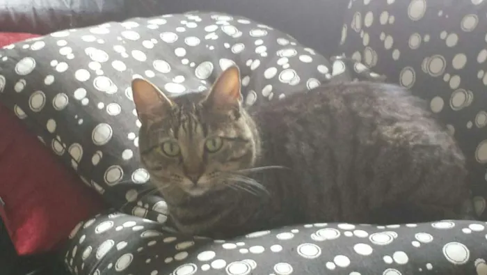 Gato ra a srd idade 3 anos nome Chang