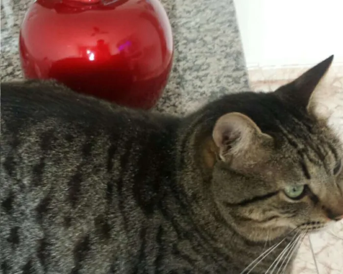 Gato ra a srd idade 3 anos nome Chang