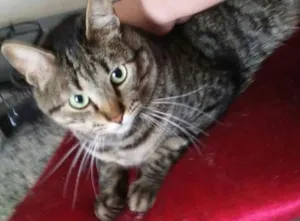 Gato raça srd idade 3 anos nome Chang