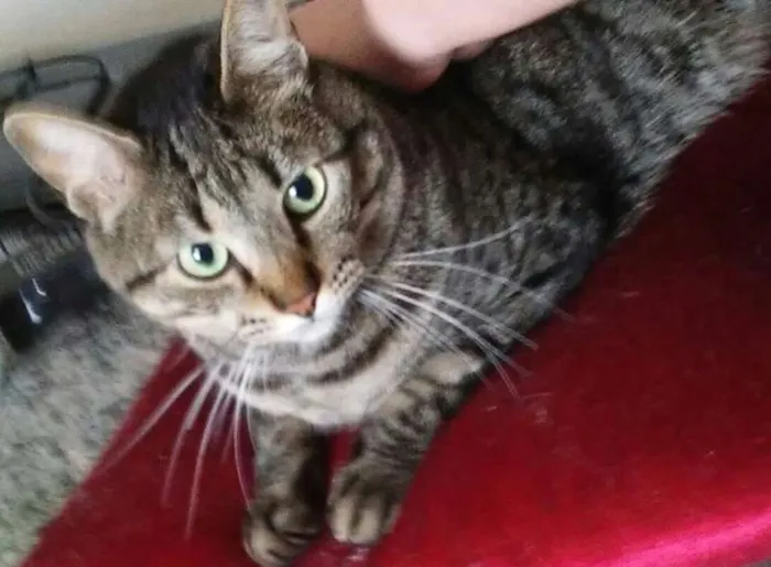 Gato ra a srd idade 3 anos nome Chang