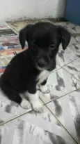 Pretinhos