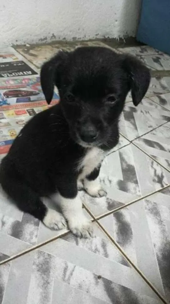 Cachorro ra a SRD idade 2 a 6 meses nome Pretinhos
