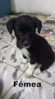 Pretinhos