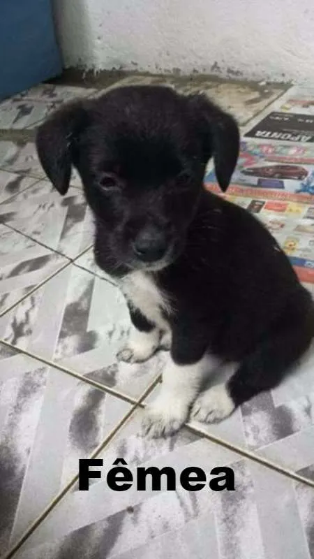 Cachorro ra a SRD idade 2 a 6 meses nome Pretinhos