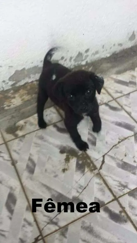 Cachorro ra a SRD idade 2 a 6 meses nome Pretinhos
