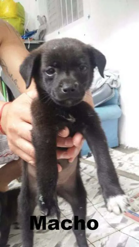 Cachorro ra a SRD idade 2 a 6 meses nome Pretinhos