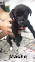 Pretinhos