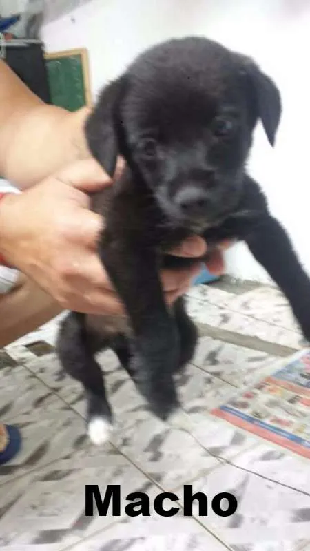 Cachorro ra a SRD idade 2 a 6 meses nome Pretinhos