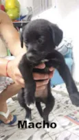 Pretinhos