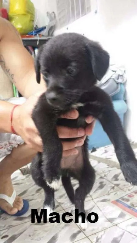 Cachorro ra a SRD idade 2 a 6 meses nome Pretinhos