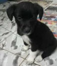 Pretinhos