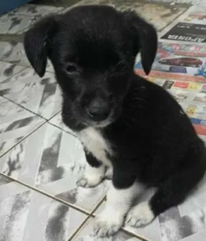 Cachorro raça SRD idade 2 a 6 meses nome Pretinhos