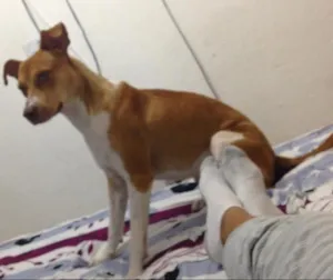 Cachorro raça SRD idade 1 ano nome Mell