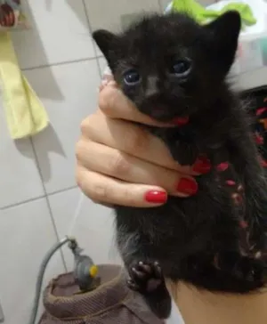 Gato raça srd idade Abaixo de 2 meses nome lulu