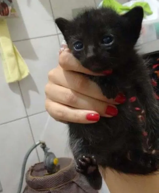 Gato ra a srd idade Abaixo de 2 meses nome lulu