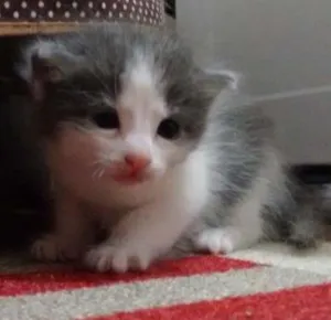 Gato raça srd idade Abaixo de 2 meses nome Lala