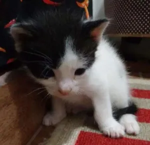 Gato raça srd idade Abaixo de 2 meses nome lolo