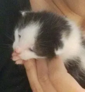 Gato raça srd idade Abaixo de 2 meses nome lelé