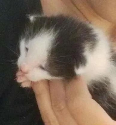 Gato ra a srd idade Abaixo de 2 meses nome lelé