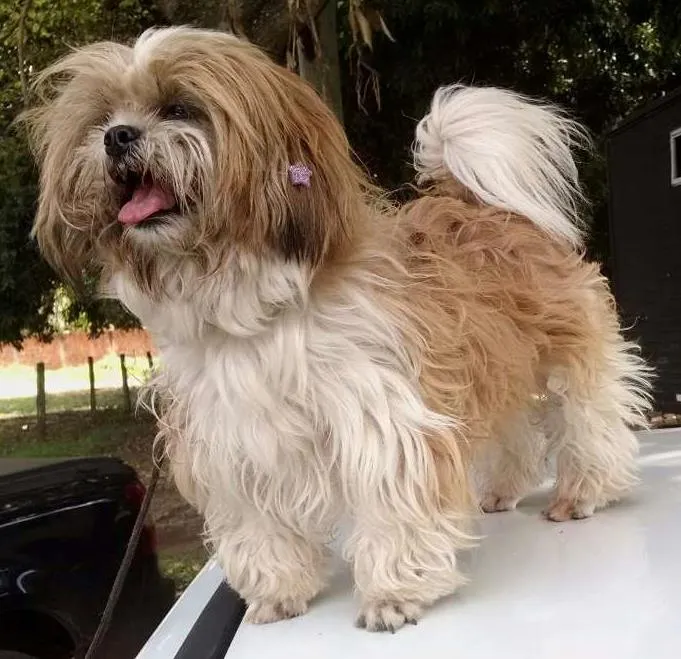 Cachorro ra a Lhyasa idade 4 anos nome ........kkkkk