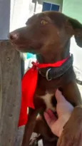 Lilica