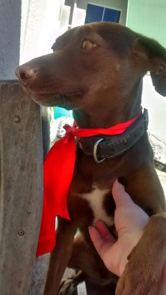 Cachorro ra a SRD idade 2 anos nome Lilica