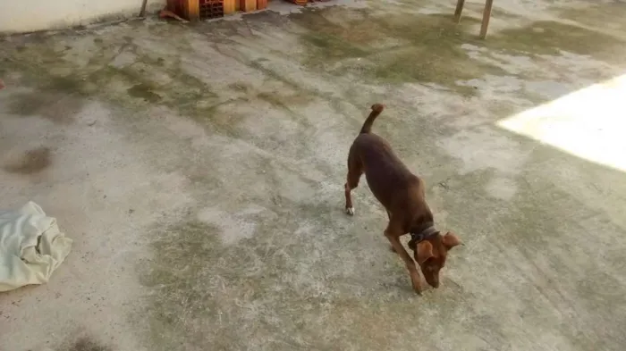Cachorro ra a SRD idade 2 anos nome Lilica