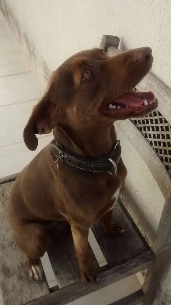 Cachorro ra a SRD idade 2 anos nome Lilica