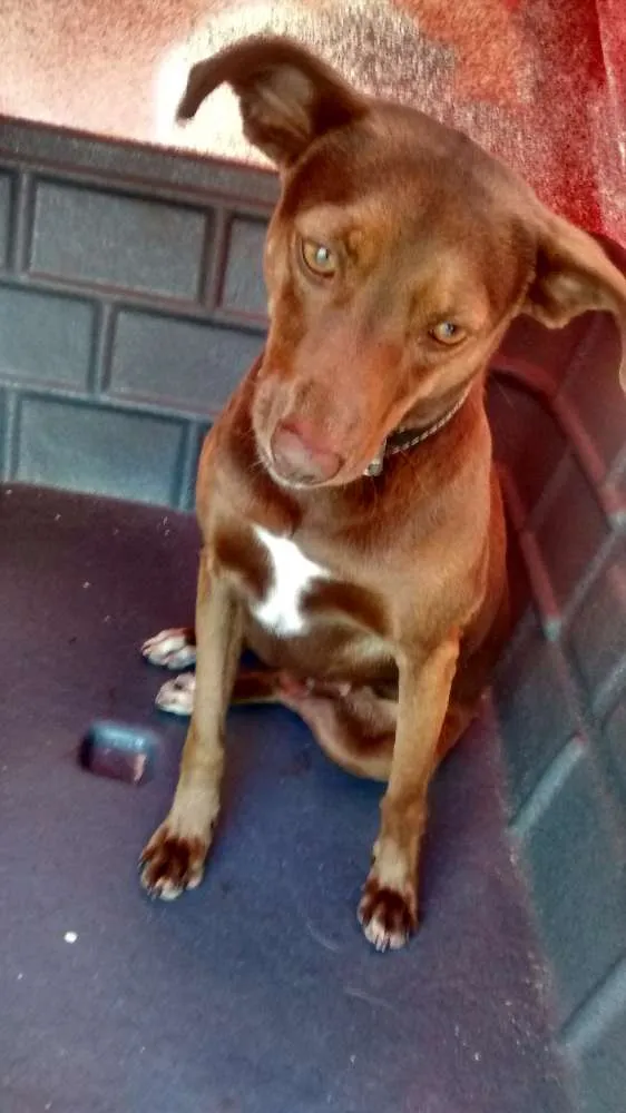 Cachorro ra a SRD idade 2 anos nome Lilica